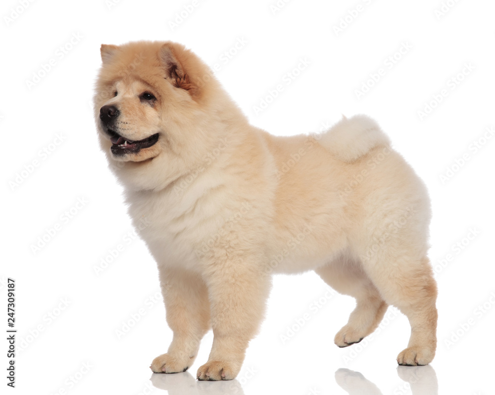 side view of cute chow chow standing with mouth open