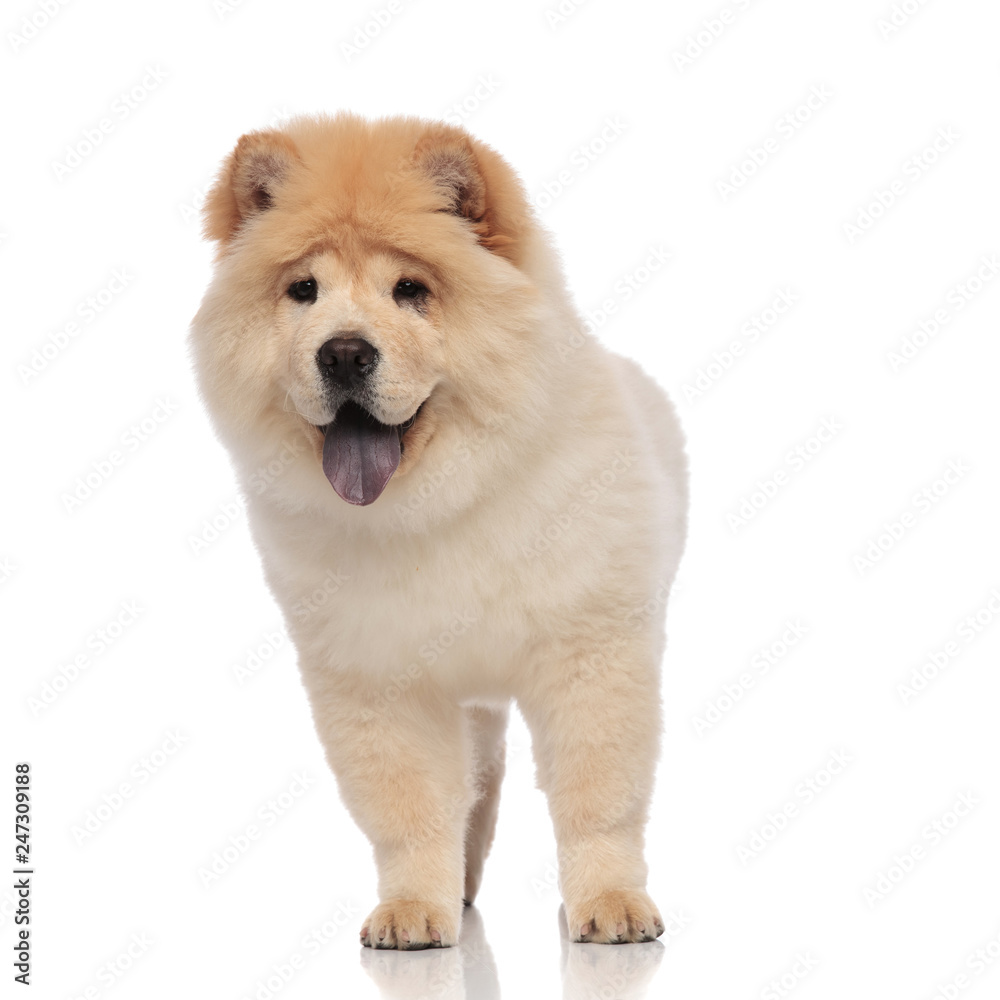 yellow chow chow stands and looks to side while panting