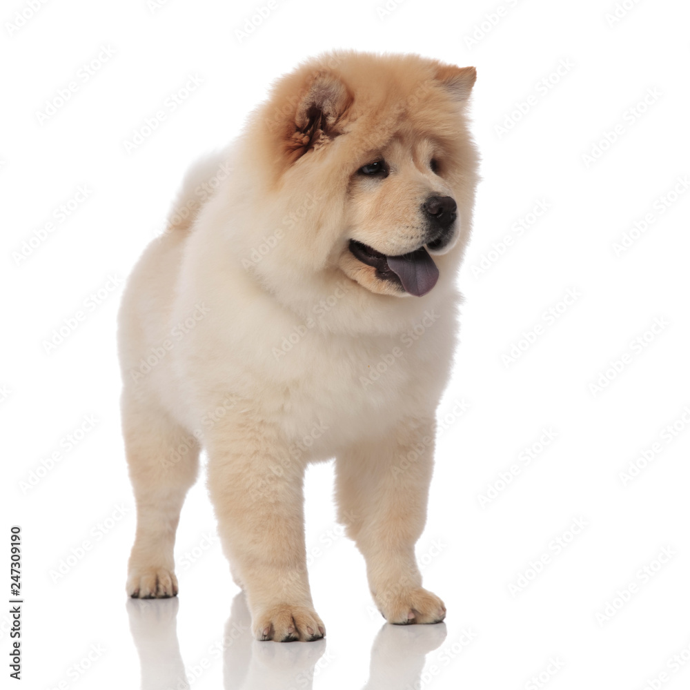 curious chow chow stands and looks to side while panting