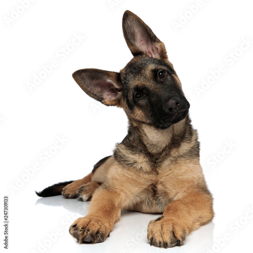 adorable german shepard lying leans its head to side photo