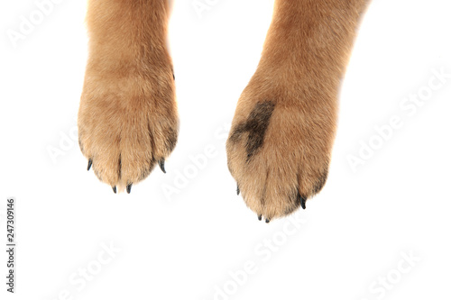 Fototapeta Naklejka Na Ścianę i Meble -  cute german shepard paws on white background