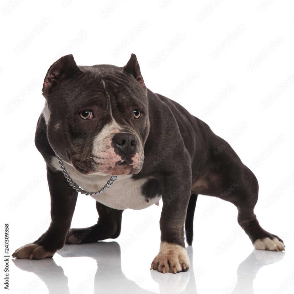 cute american bully wearing chain looks to side while standing