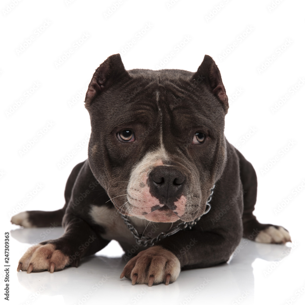adorable american bully wearing chain around neck looks to side