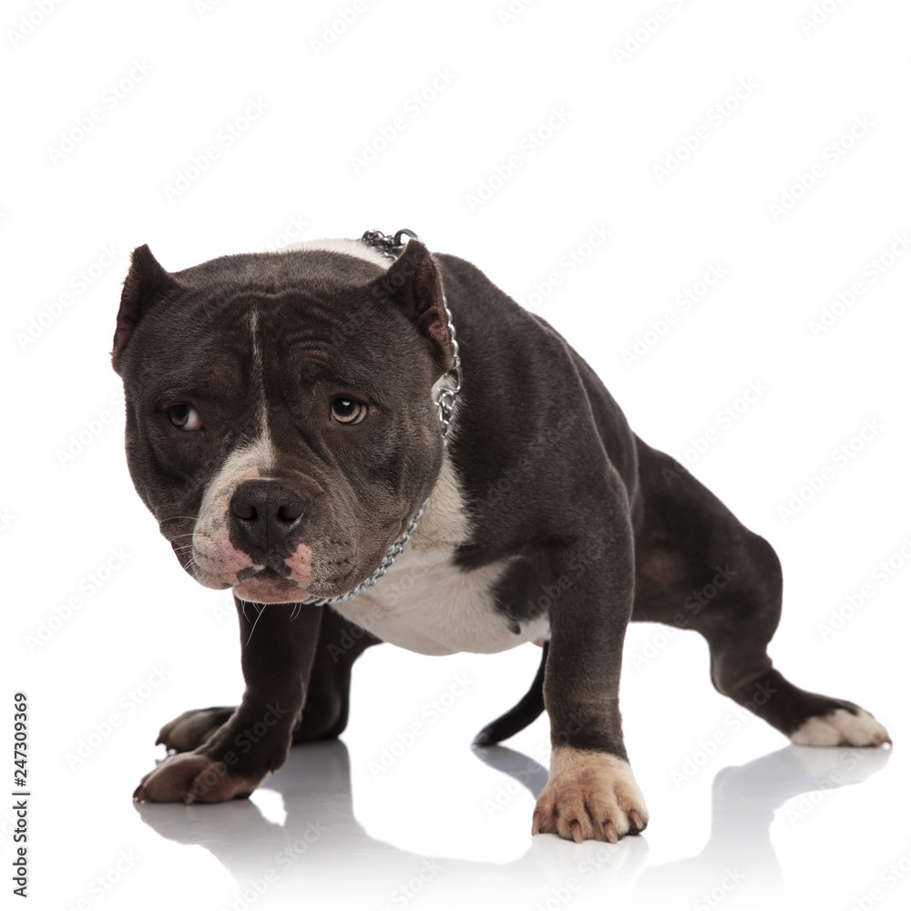 curious black and white american bully with collar stands