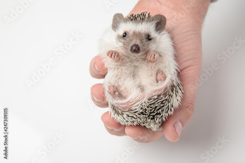 cute african dwarf hedgehog resting in human hand