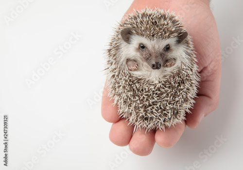 people holding cute grey hedghog in his hand