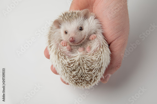 adorable african dwarf hedghog resting in person's hand photo