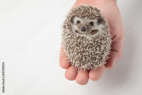 person holding adorable african dwarf hedgehog in hand