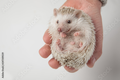 adorabel african dwarf hedgehog relaxing in hand looks to side