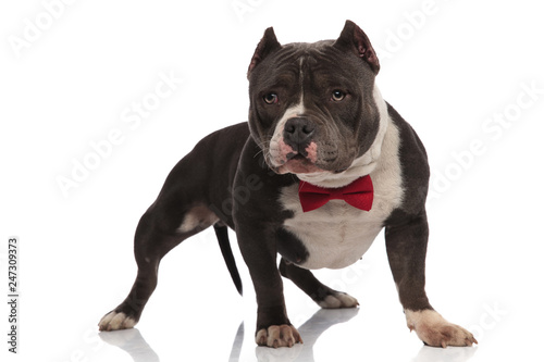 curious american bully wearing red bowtie looks to side