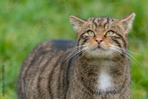 Wallpaper Mural DSC3584 Torontodigital.ca