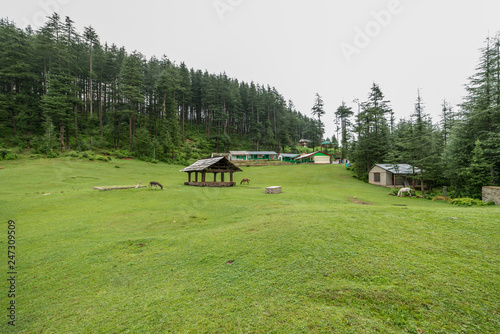Green Meadow Surrounded by Deodar Tree in Himalayas, Sainj Valley, Shahgarh, Himachal Pradesh, India © Mubarak