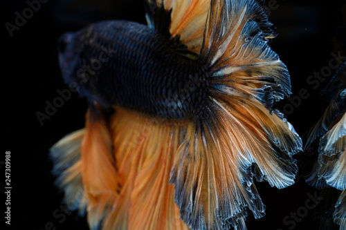 Fototapeta Naklejka Na Ścianę i Meble -  Colors and patterns on the fish tail surface bite.