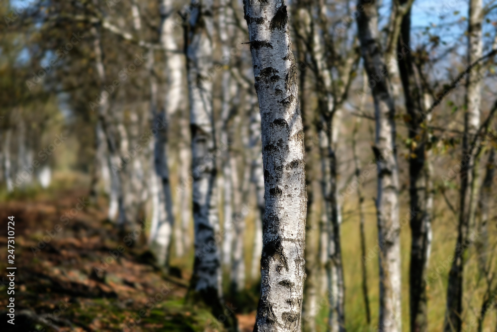 Birkenallee im Moor in einer Detailaufnahme