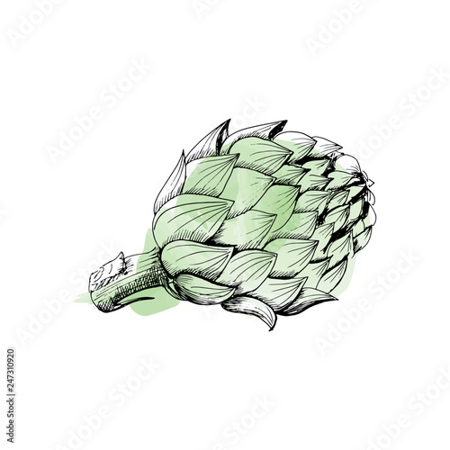 artichoke vector sketch isolated on white background