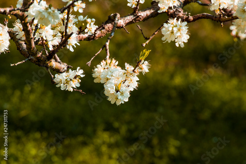 beautiful plum blossoms