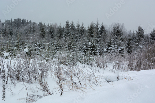 Christmas tree nursery winter landscape