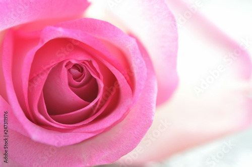 Pink rose