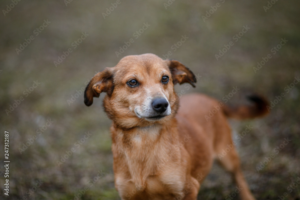 Brown cute dog
