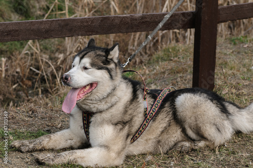 husky dog resting on grass