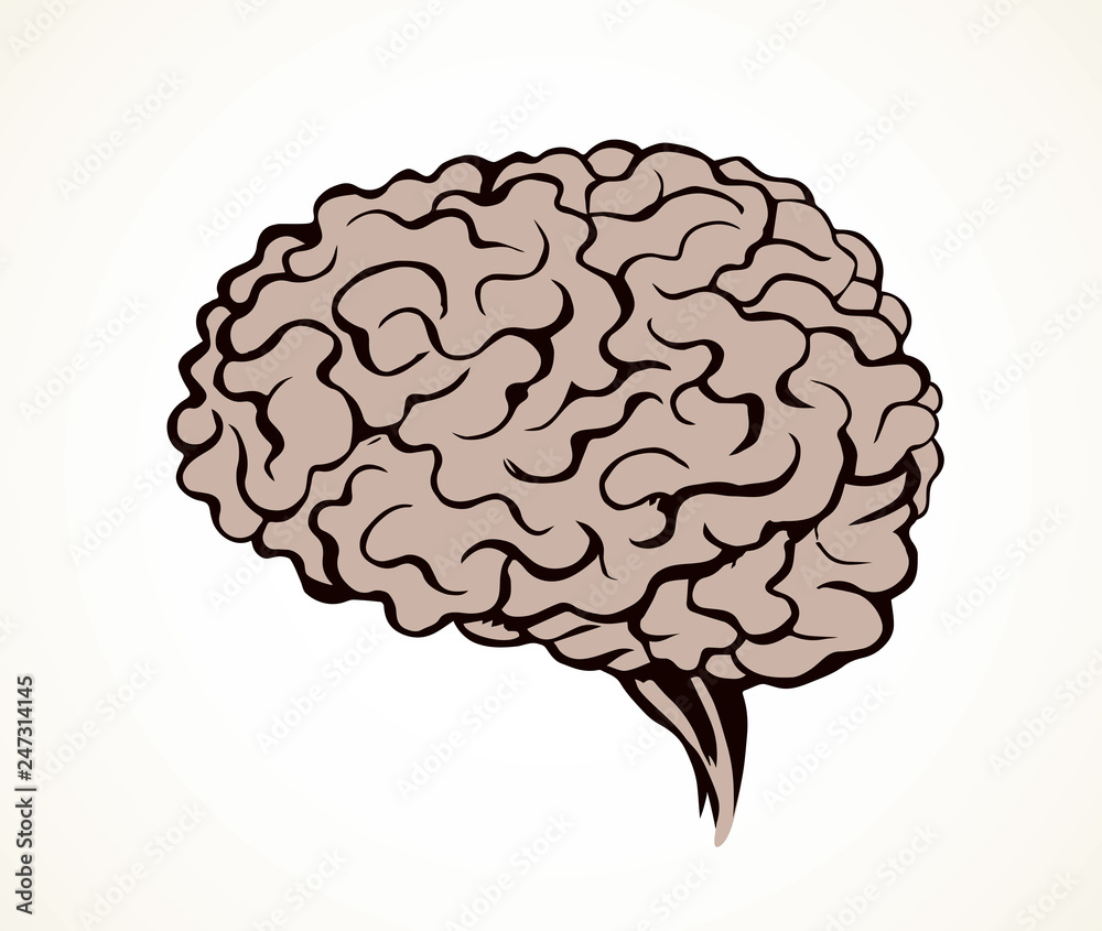 Brain. Vector drawing Brain. Vector drawing