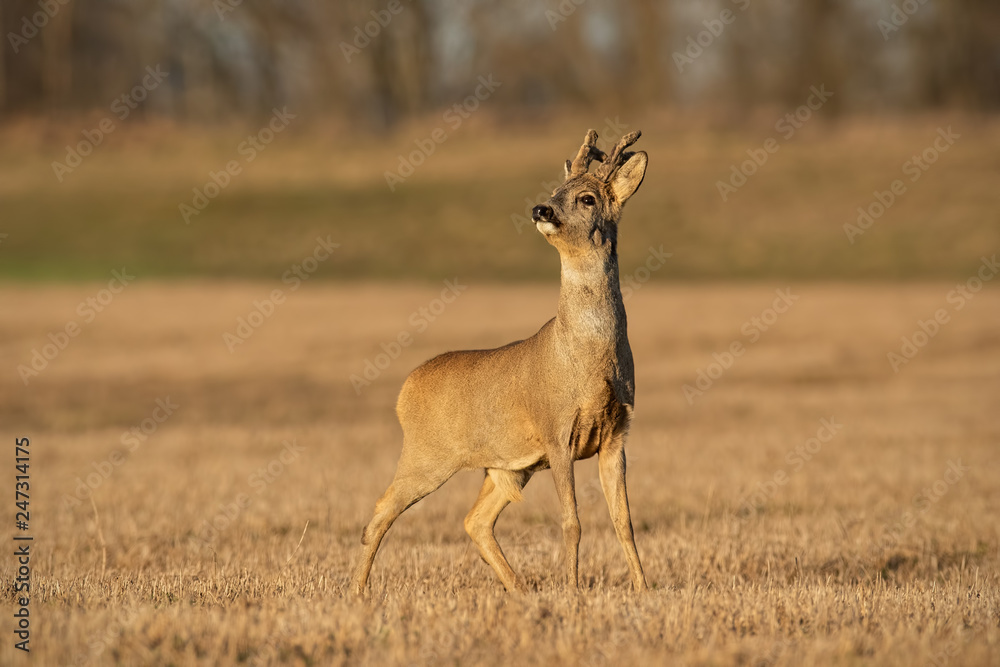 Roe deer, capreolus capreolus, buck in winter coating with antlers in velvet. Wild animal at sunset with warm soft light. Mammal sniffing. Roe deer, capreolus capreolus, buck in winter coating with antlers in velvet. Wild animal at sunset with warm soft light. Mammal sniffing.