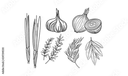 Vector set of culinary herbs and spices. Fresh onion, garlic, bay leaves, rosemary and dill in sketch style