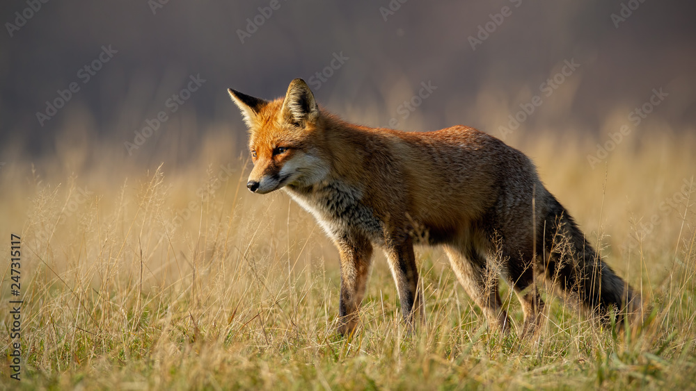 Fototapeta premium Red fox, vulpes vulpes, in autumn with blurred dry grass in background. Close-up of predator looking for a prey. Wildlife scenery with wild animal in nature.