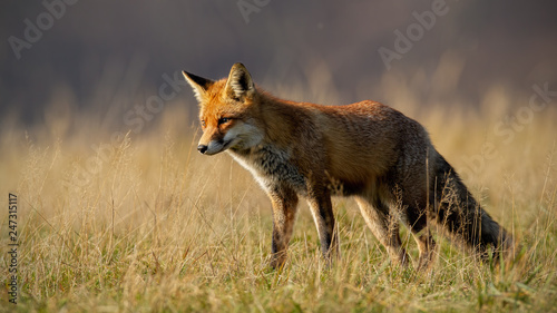 Red fox, vulpes vulpes, in autumn with blurred dry grass in background. Close-up of predator looking for a prey. Wildlife scenery with wild animal in nature.