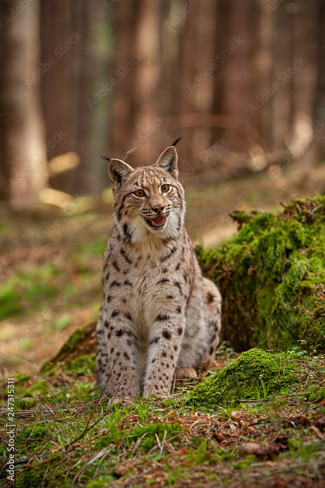 Fototapeta premium Eursian lynx sitting on rocks covered with green moss with blurred background. Endangered mammal predator in natural environment. Wildlife scenery from nature.