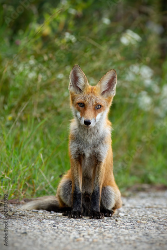 Young red fox, vulpes vulpes, sitting on gravel roadside in summer. Wild animal on road.