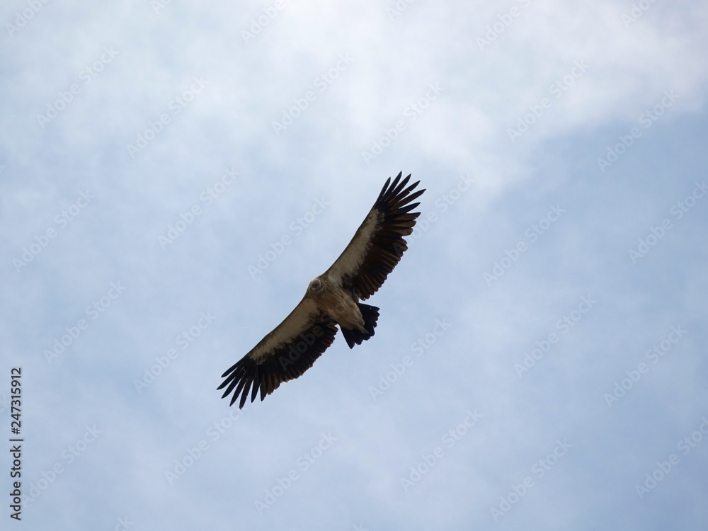 Flight of the Bearded Man or the Lamb of the Lat. Gypaetus barbatus, in Kazakhstan. Flight of the Bearded Man or the Lamb of the Lat. Gypaetus barbatus, in Kazakhstan.