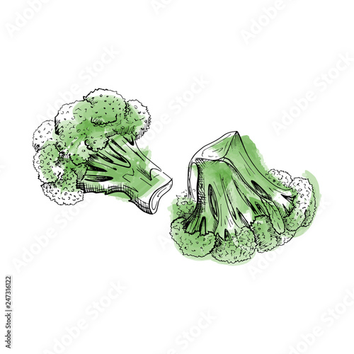 broccoli sketch vector,  isolated on white background