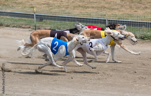 Greyhound, racing, Saluki, side view,