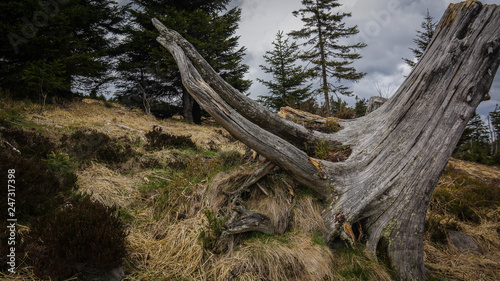 Dead tree in moor at Black forest