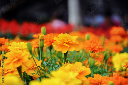 Close up of yellow flowers in the garden
