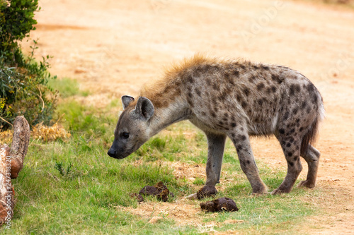 hyena smelling