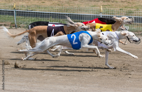 Greyhound, racing, Saluki, side view,