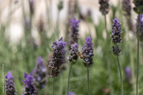 Lavanda