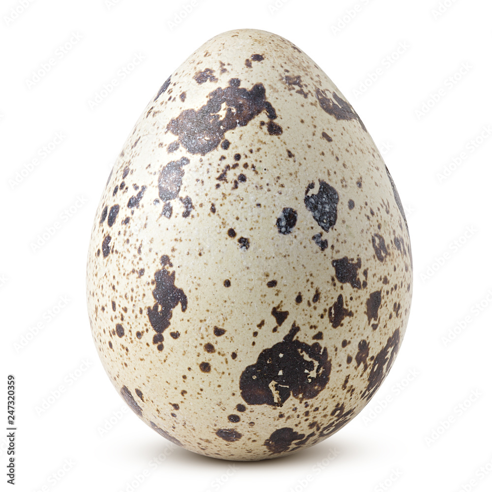 quail egg, isolated on white background, clipping path, full depth of field quail egg, isolated on white background, clipping path, full depth of field