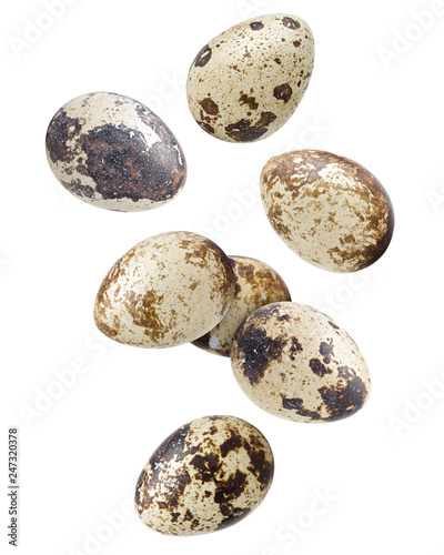 Falling quail egg, isolated on white background, clipping path, full depth of field