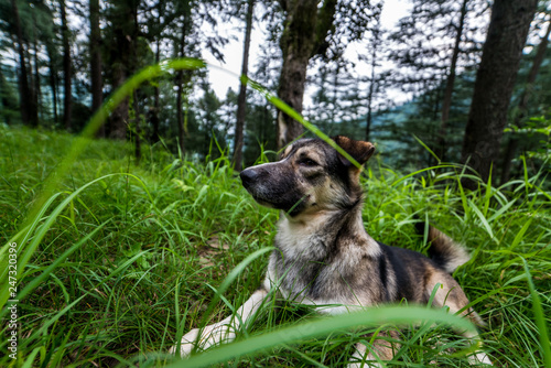 Indian Dog in a forest. Dog walking outdoors in a forest. photo