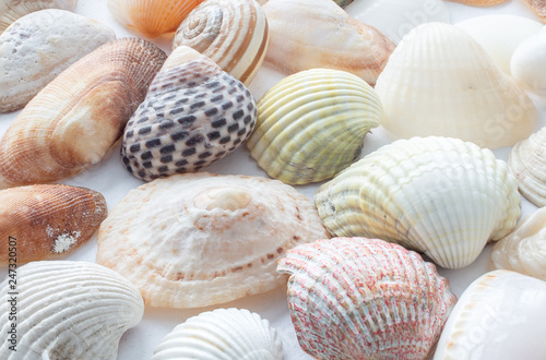 Background of small sea shells
