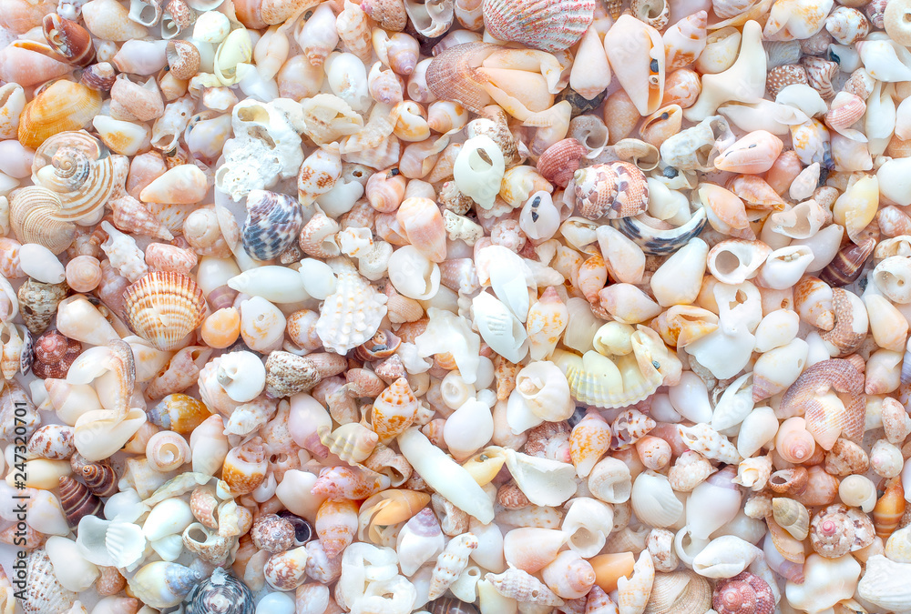Background of small sea shells