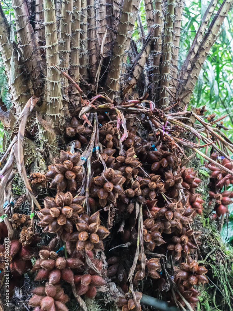 Salacca fruit on tree Salacca fruit on tree