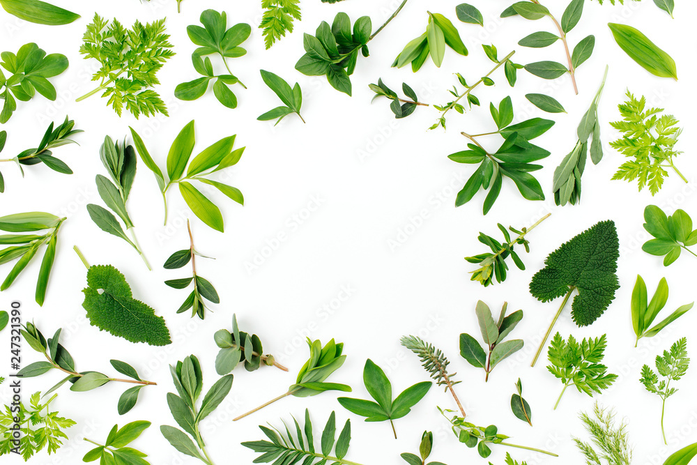Styled Green leaves frame. Varied forest grass and leaves on a white background. - obrazy, fototapety, plakaty 