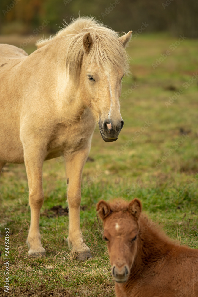 Obraz premium Icelandic horse mare with her young foal in evening yellow sunlight
