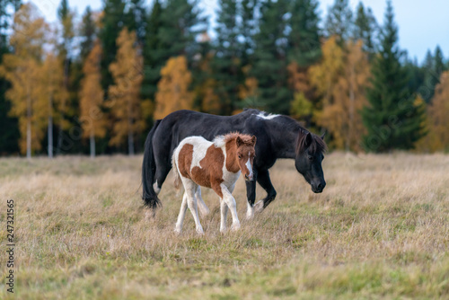 Icelandic horses, mare and foal walking in the autumn pasture