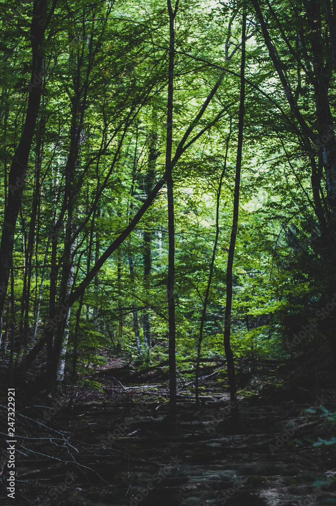 Obraz premium forest in fog