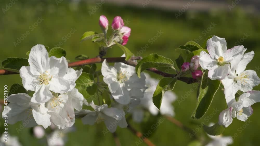 White flowers of an apple tree on a tree branch. Fruit trees in bloom White flowers of an apple tree on a tree branch. Fruit trees in bloom